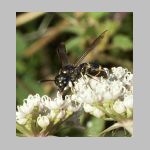 Symmorphus bifasciatus - Lehmwespe 10.jpg